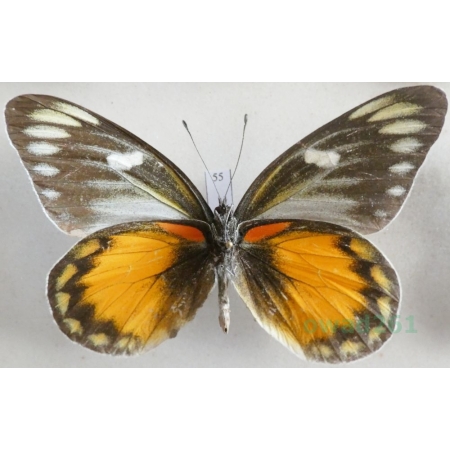 Delias zebuda Hewitson, 1862 male reverse Indonesia, Sulawesi55
